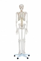  Szkielet człowieka